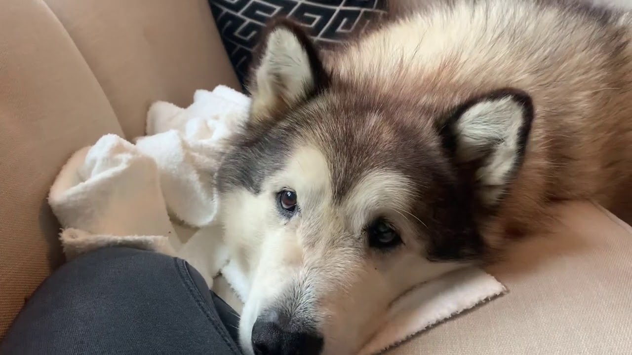 Phil Tries To Eat My Cardigan!! Hungry Malamute!