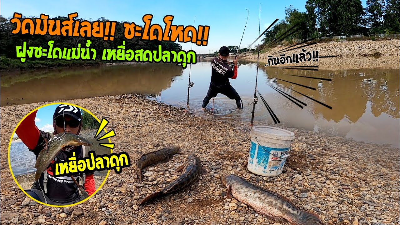 ตีชะโดเหยื่อสด ตกชะโดหน้าดิน!! หมายนี้มีฝูงชะโดไซร์โหด!! กินดีมากวิธีนี้ไม่พลาด!! - Giant Snakehead