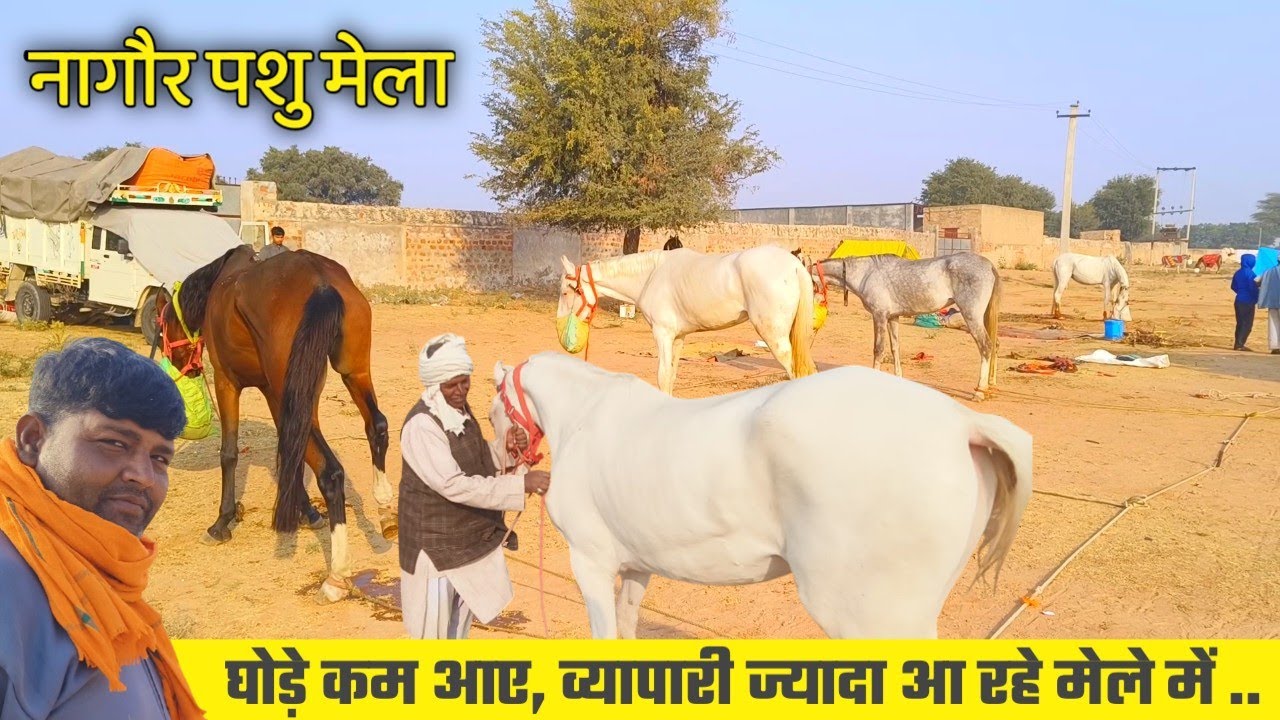 नागौर मेले में आ गए सबसे सस्ते घोड़े, 25 हजार से शुरू || nagaur pashu mela 2025
