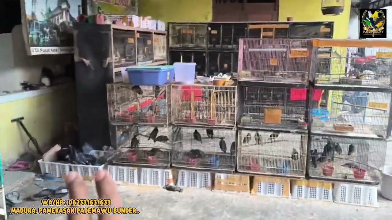 READY LAGI dikios putra gocay terlengkap dan termurah dimadura... 