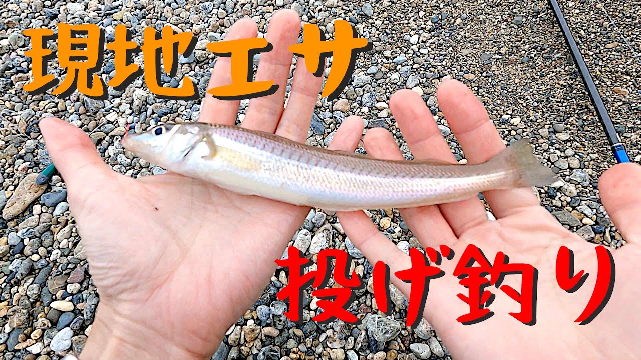 若狭湾　現地エサで投げ釣り　キス釣れ始めました！【まる。企画0008】