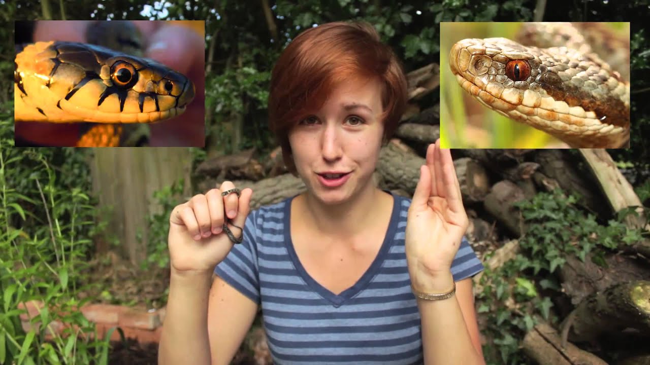 I've got a grass snake! | Shed Science