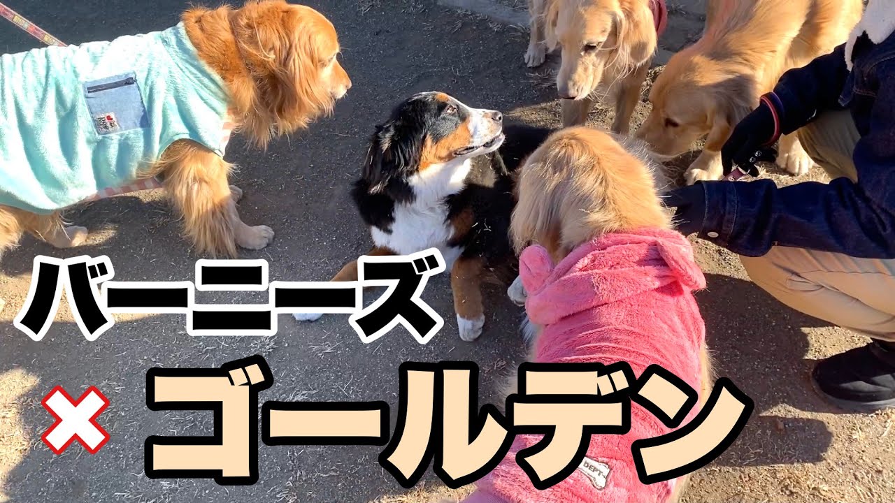 【ドッグラン】ゴールデンレトリバーのお友達と大はしゃぎするバーニーズマウンテンドッグ　大型犬1歳0ヶ月