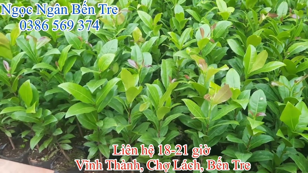 Mai tứ qu&yacute; 20cm quấn rễ & kh&ocirc;ng quấn rễ | 0386569374 - Ngọc Ng&acirc;n Bến Tre | Chuy&ecirc;n c&acirc;y độc lạ