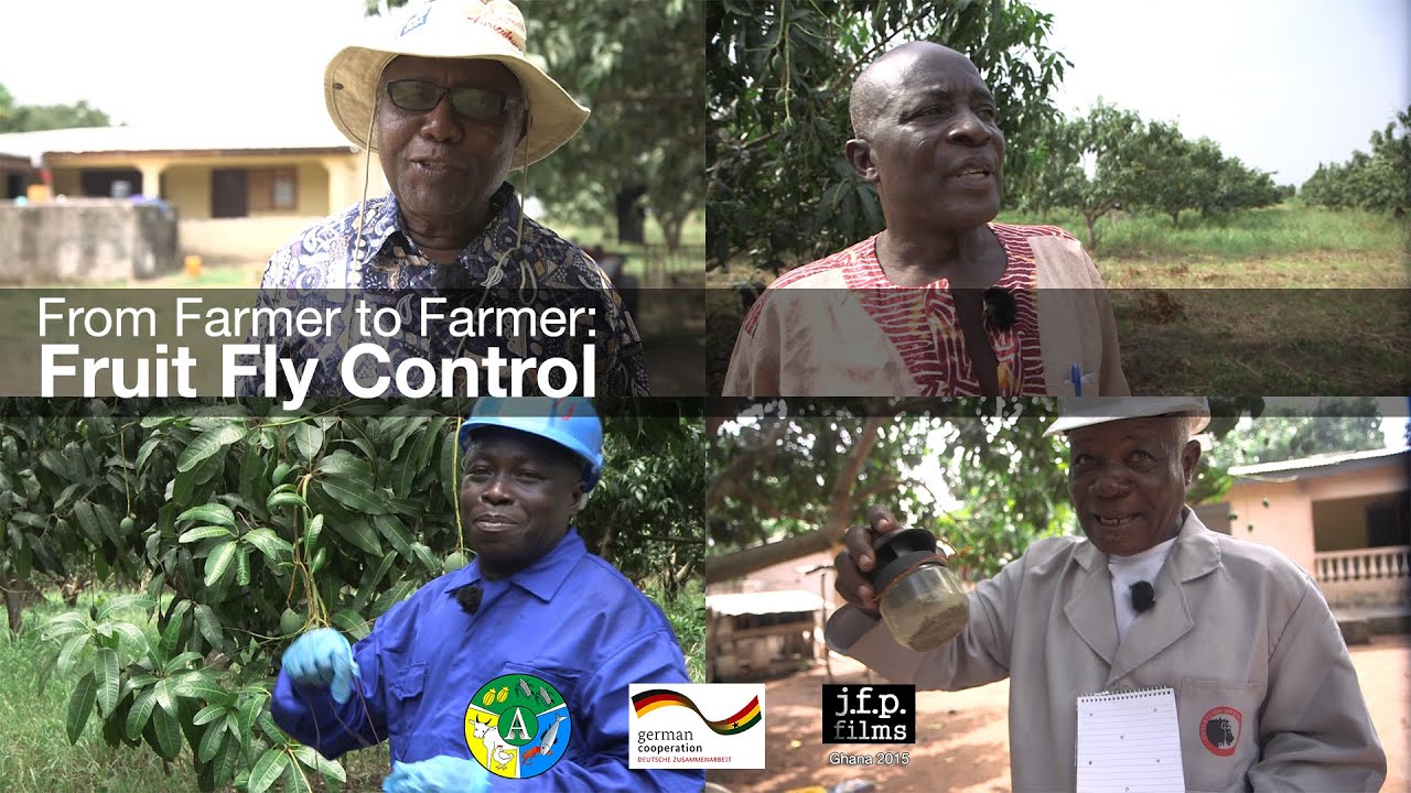 From Farmer to Farmer: Fruit Fly Control