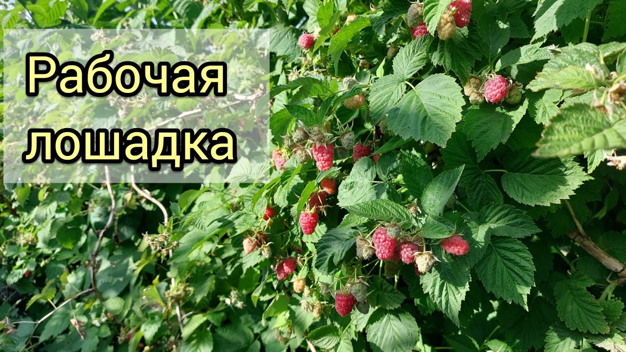 Малина Феномен. Первое плодоношение