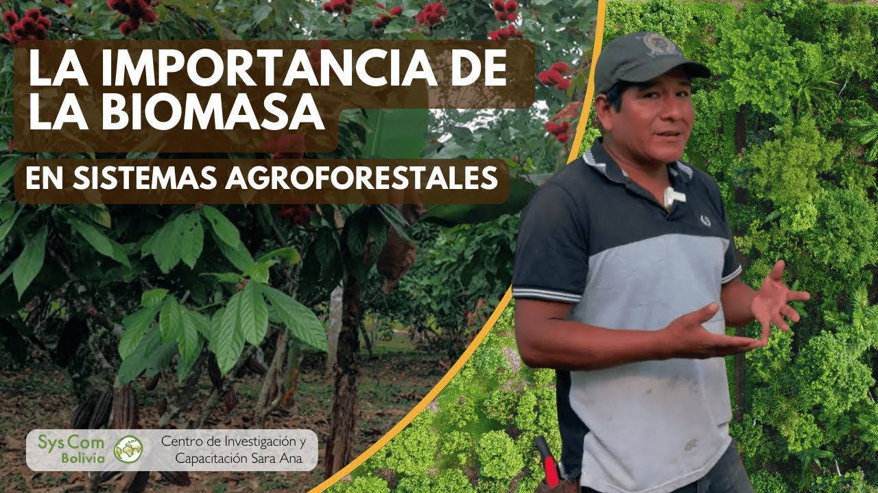 La importancia de la biomasa en sistemas agroforestales