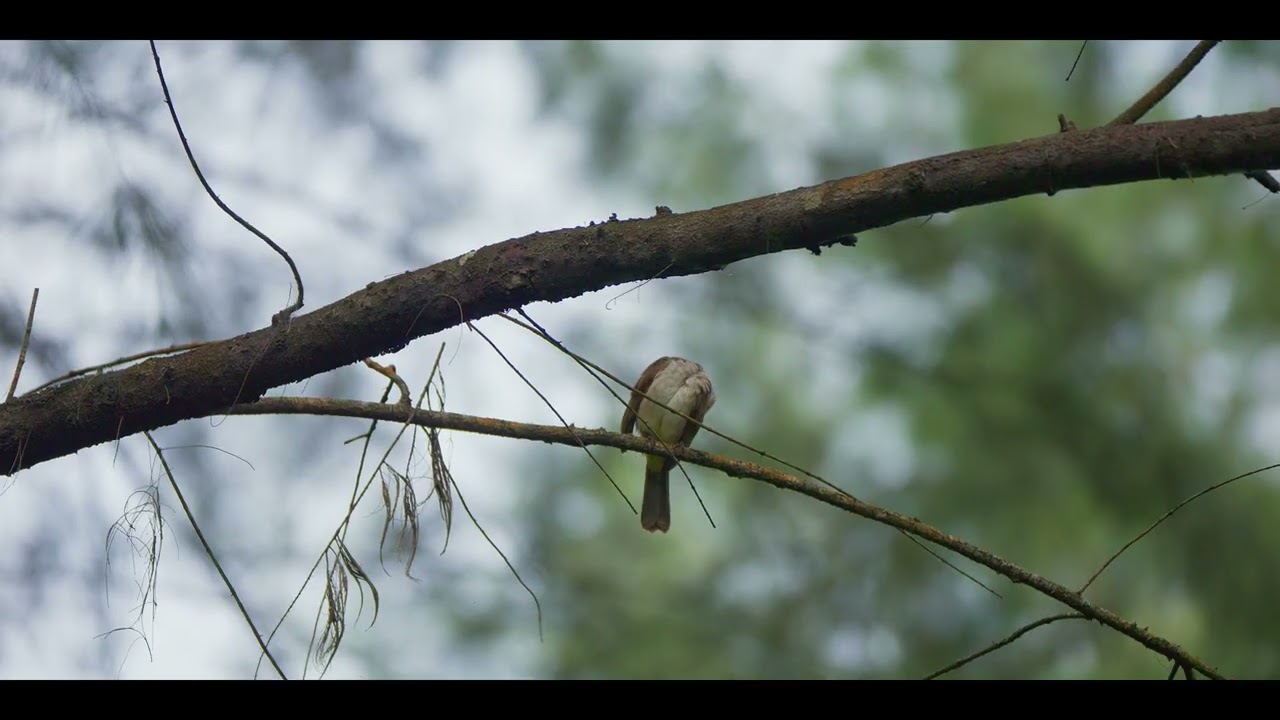 A Great Micro Four Thirds lens in 2024 &mdash; Panasonic Leica 50-200mm f/2.8-4 Test