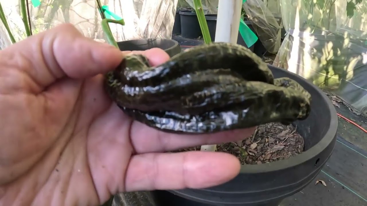 Aji Panca