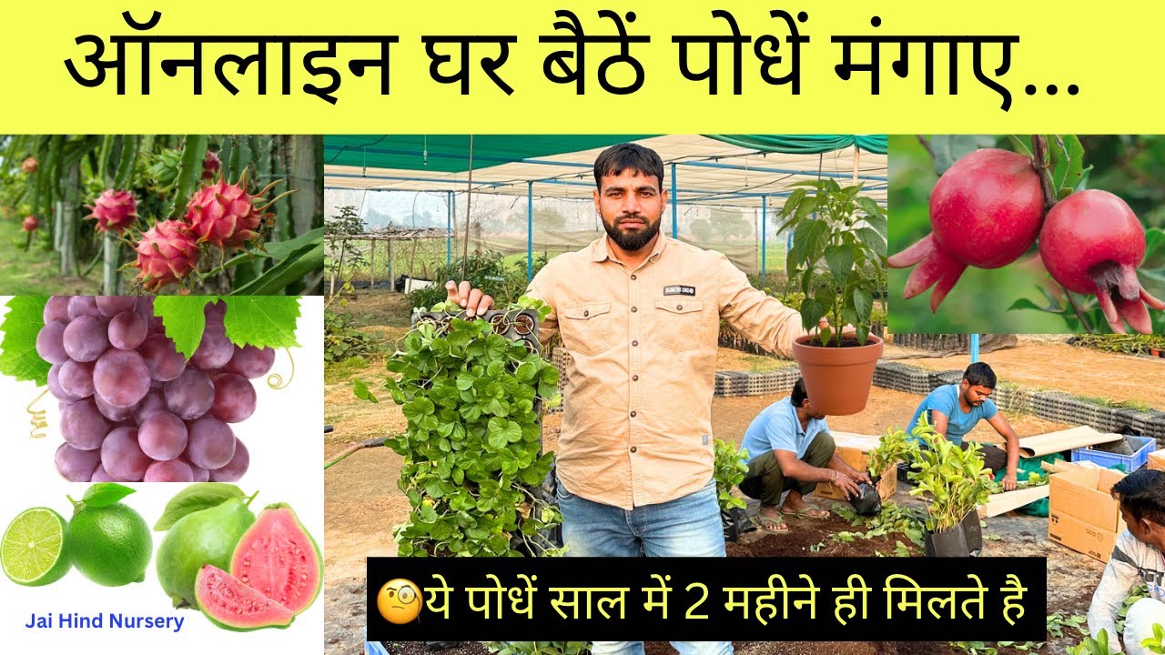 अभी ये पोधे कोरियर से अपने घर पर मंगाए 🍎🍑🍊🍇🍋🍐🍊🍈🥝🫒 Order fruit plants by courier now #jhn