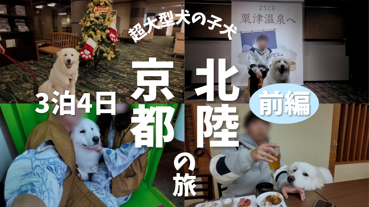 【温泉旅行】超大型犬の子犬と行く3泊4日の北陸・京都の旅（前編）#グレートピレニーズ#大型犬#大型犬のいる生活#北陸・京都旅行#粟津温泉#大江戸温泉わんわんリゾート#greatpyreneese