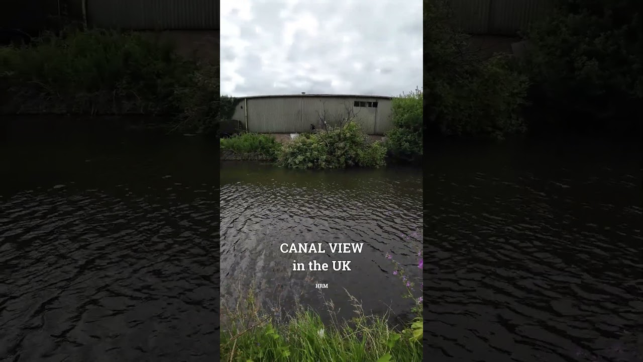 The Magnificent Swans of England | Loughborough Canals | Canal View in the UK | Nature View 