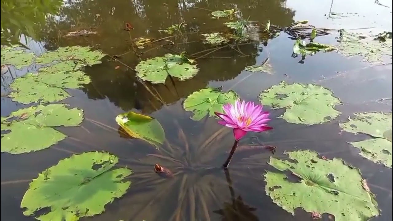 Beauty of nature 