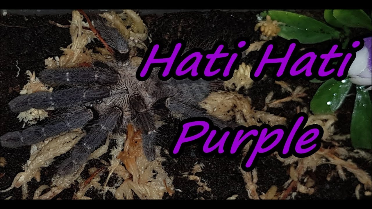 Tarantula Rehouse #5: Cyriopagopus sp  Hatihati