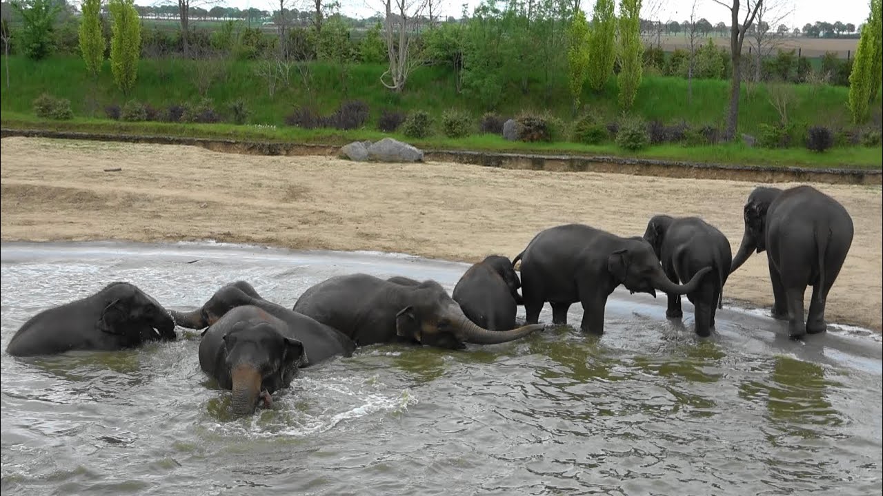 Elephant family having fun playing in the water 🐘象さん家族総勢９頭の水遊び