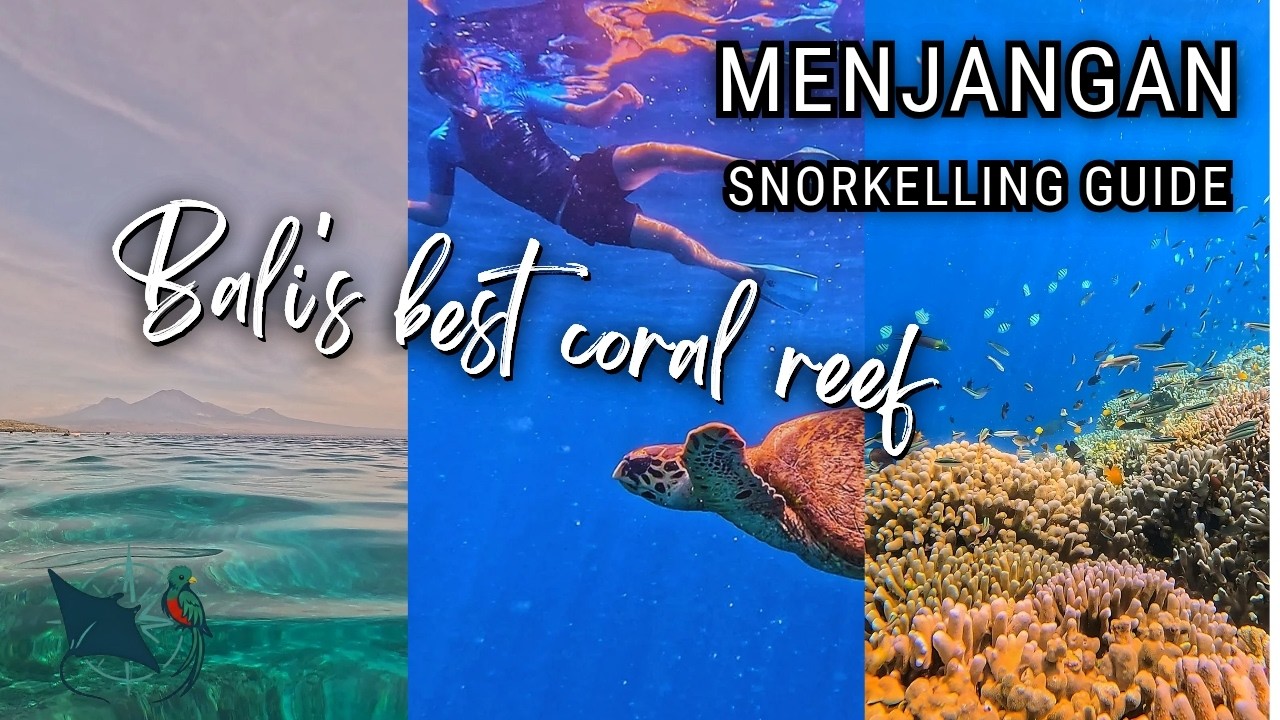 Guide to Menjangan Island + Permuteran: Snorkelling Bali’s Best Coral Reef 🌊 