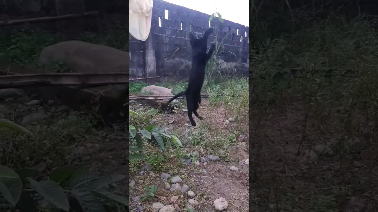 Gatito Negro Jugando