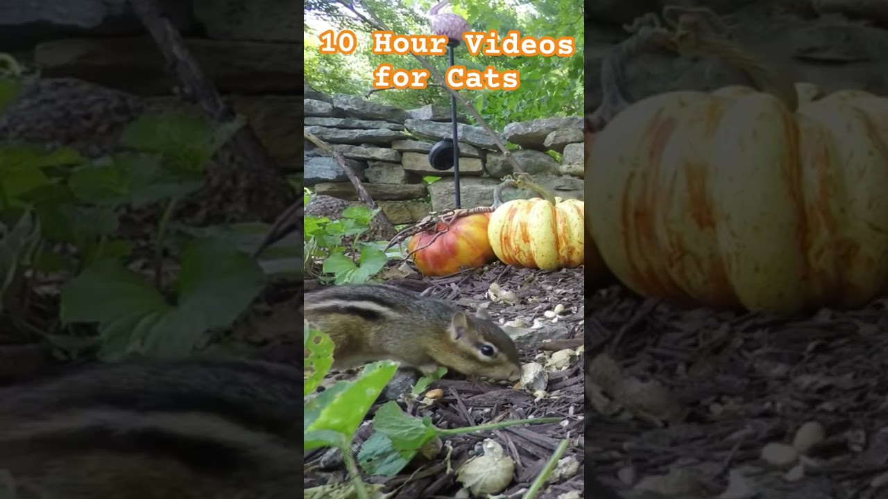 Video to show your cat. Chipmunks for cats to watch. #cattv #tvcat #yourcat #dogtvfordogstowatch