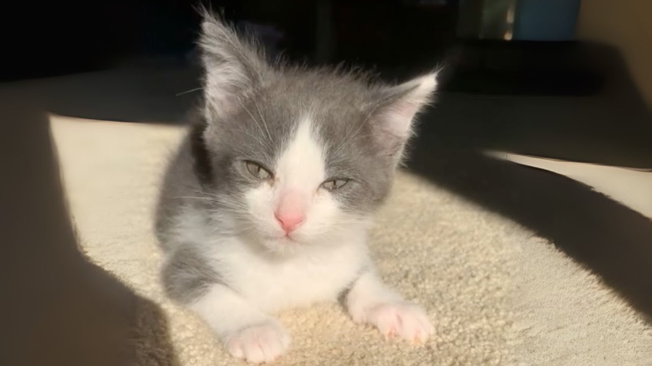 Adorable Foster Kitten Trips Into His Family&rsquo;s Hearts
