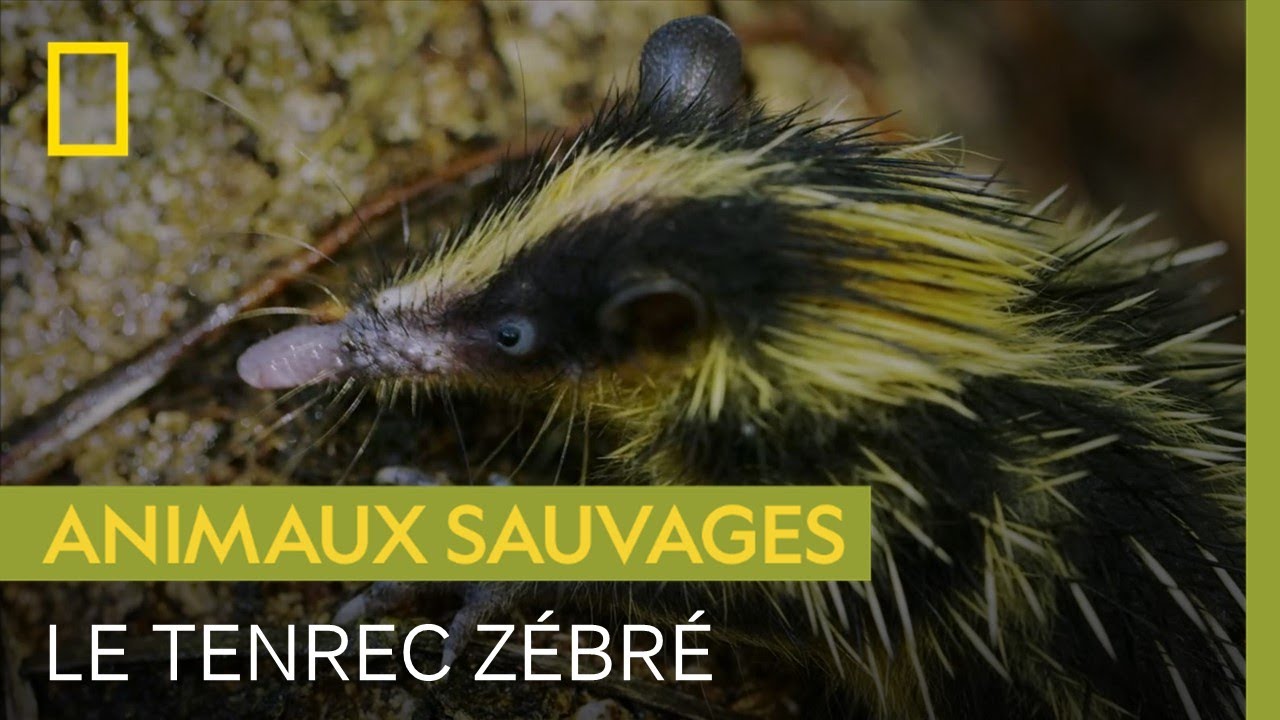 Cet &eacute;trange mammif&egrave;re est le seul &agrave; communiquer gr&acirc;ce &agrave; ses piquants