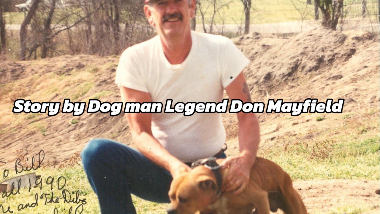 Video taken on February 28 1991 by Don Mayfield  Bullyson jr vs Tombstone #apbt #dogtype #dogbreed