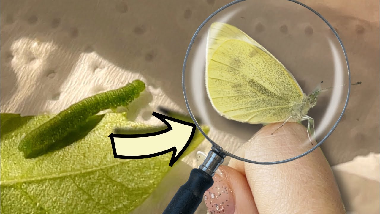 Bir Tırtılı Büyüttüğünüzde Ne Olur? Kelebek İle Arkadaş Olma Süreci🐛🦋