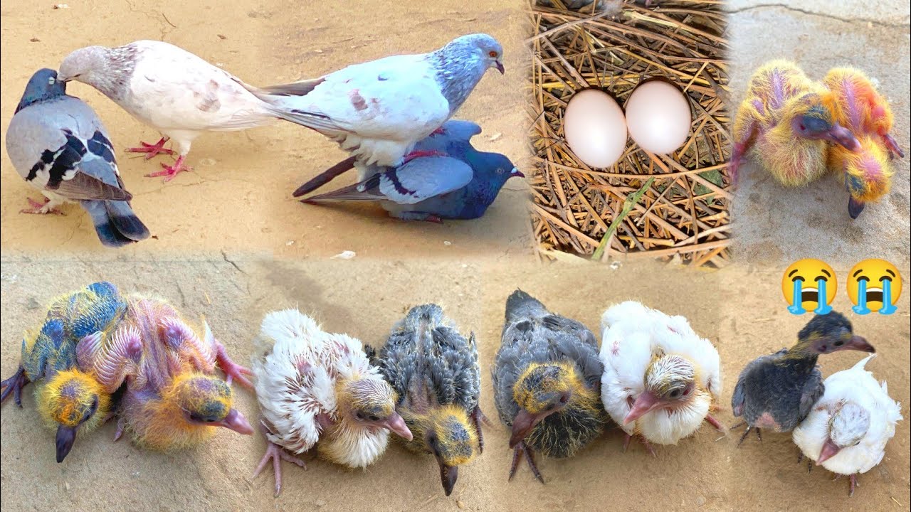 2 Pigeon Chicks Growth | worried Story Pigeon Chicks | Pigeon Chicks Growth Day By Day 