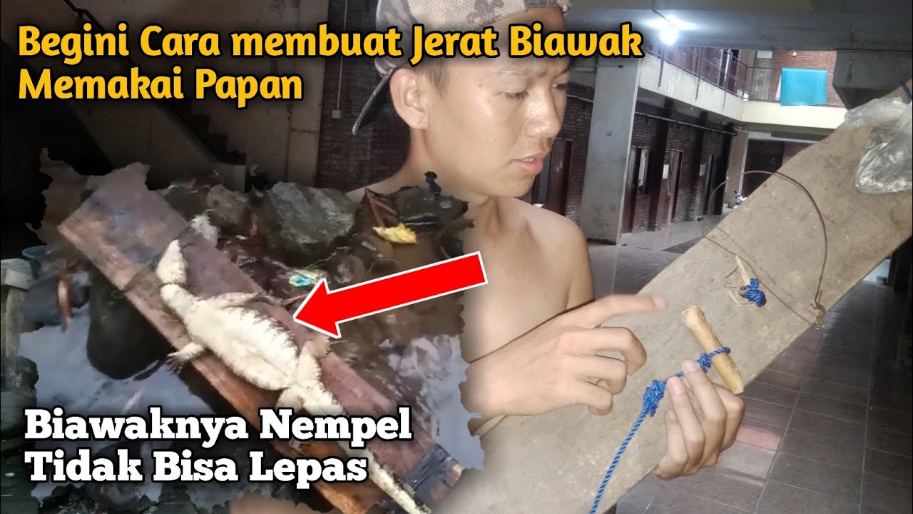 Jerat biawak paling sederhana memakai papan