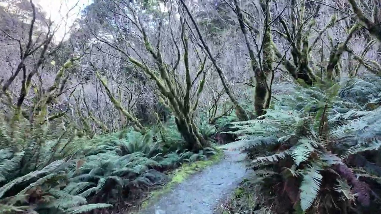 Rob Roy Glacier Track Walk