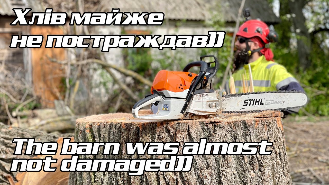 Ріжемо величезну тополю