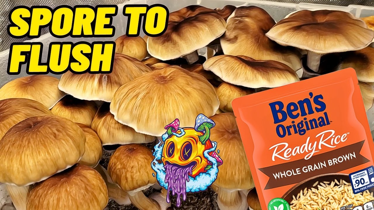 Spore To Flush - Uncle Ben's Tek Season 1 | Beginner's Guide To Growing Mushrooms