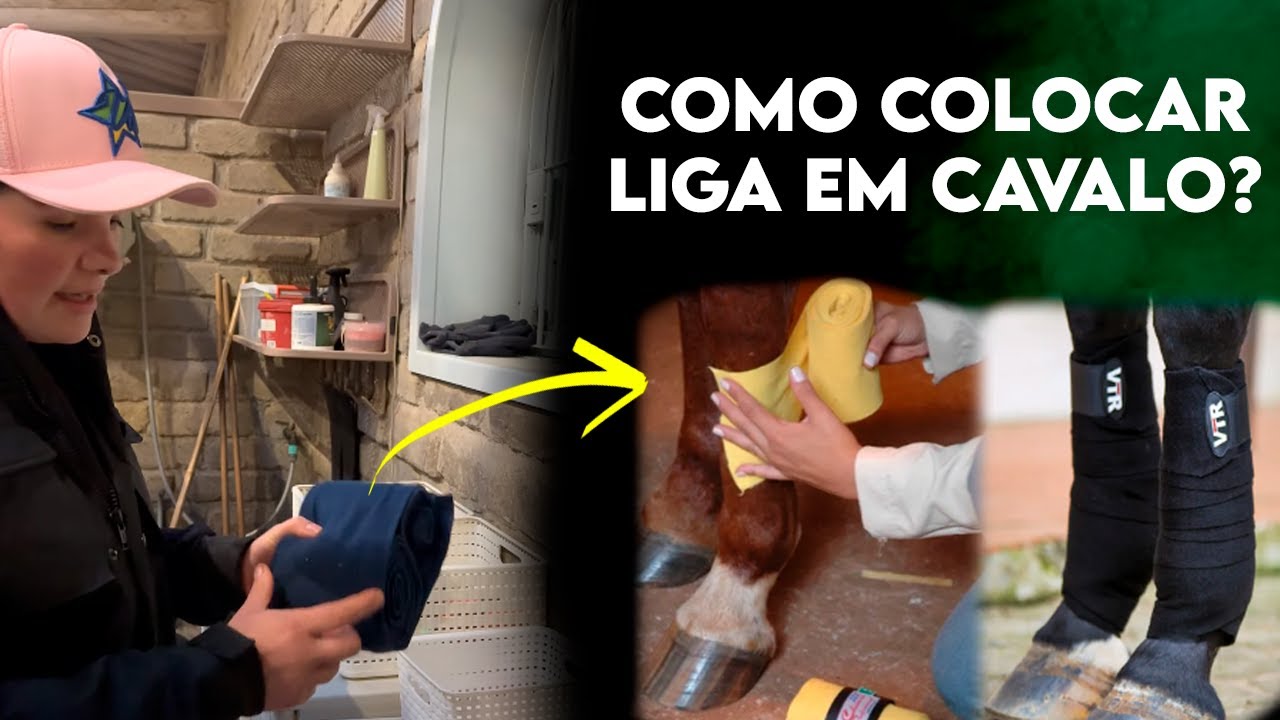 Como colocar ligas em cavalos