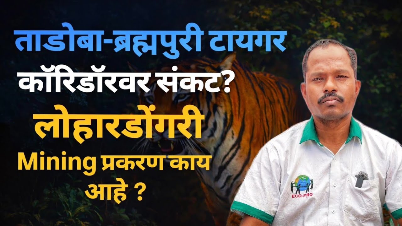 Tadoba Tiger Corridor वर माईन प्रकल्प? || लोहारडोंगरी खाण प्रकल्पाची पूर्ण माहिती.