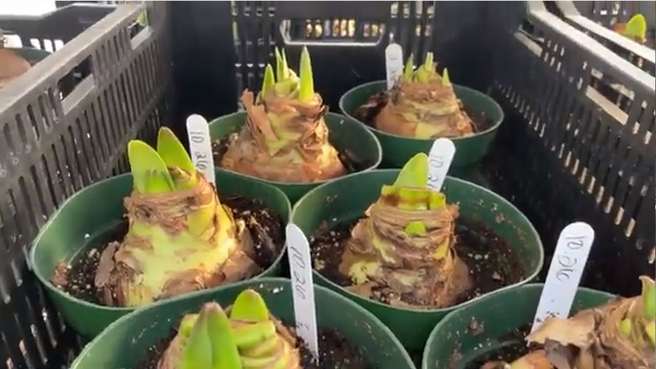 How we’re winter growing Tulips, Amaryllis and Paperwhites