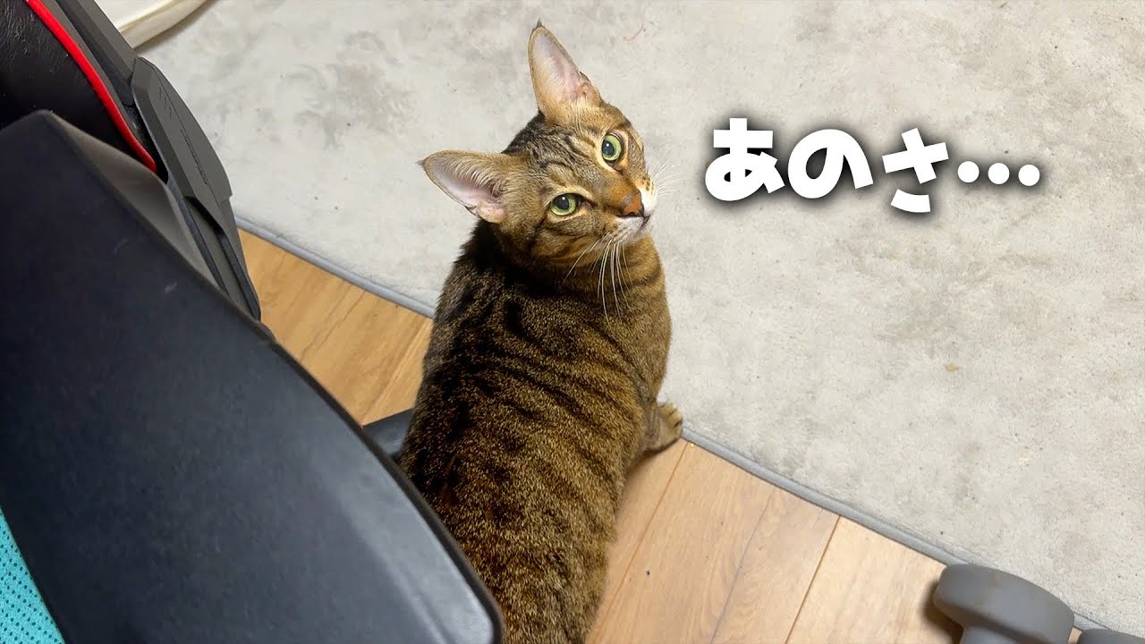 ティガーがついて来て欲しいと訴えてきたので後ろをついて行った結果…