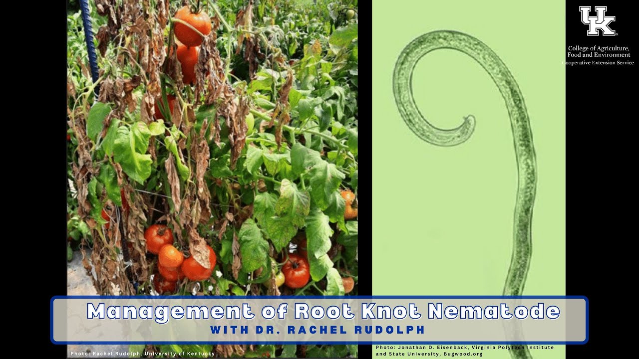Management of Root Knot Nematode
