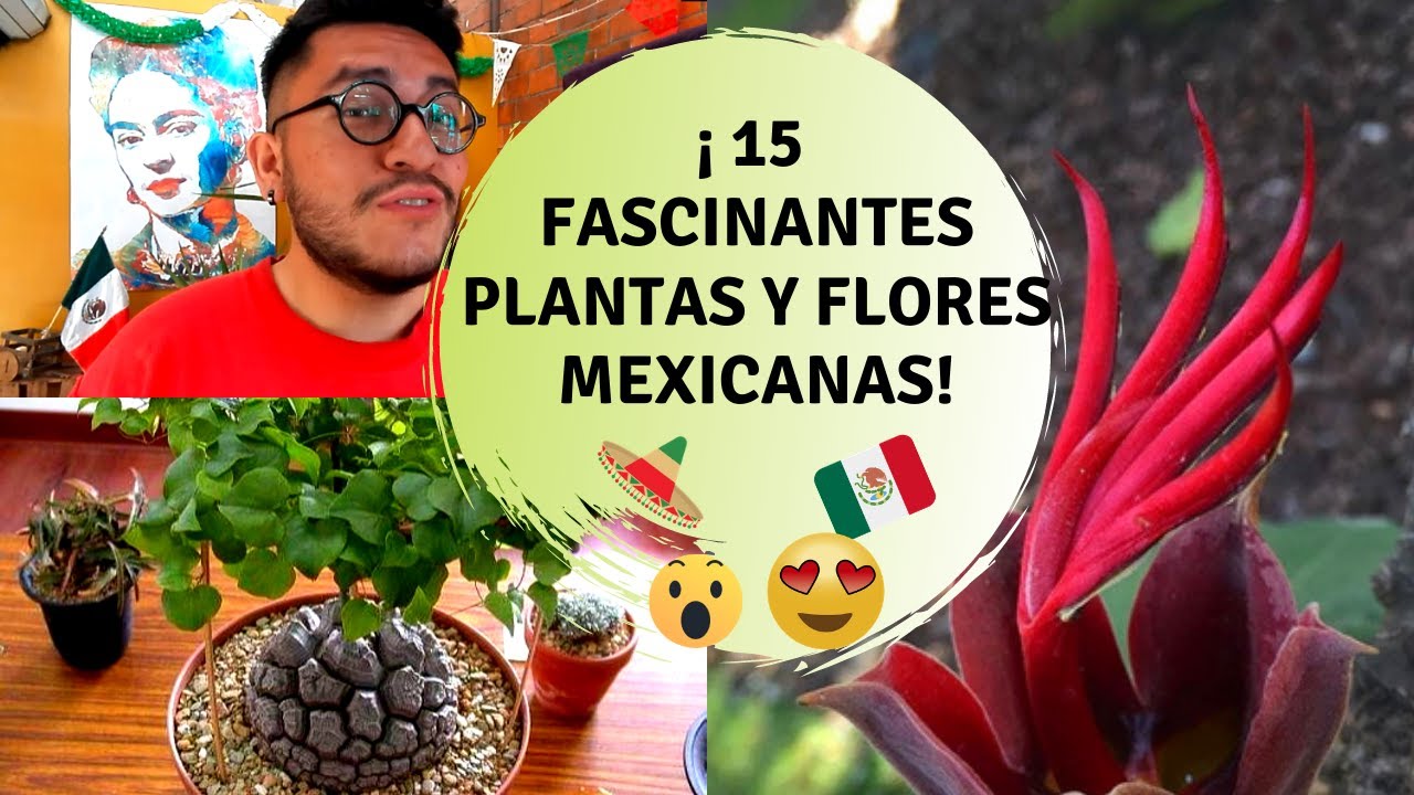15 Plantas originarias de México / 15 Plantas nativas de México