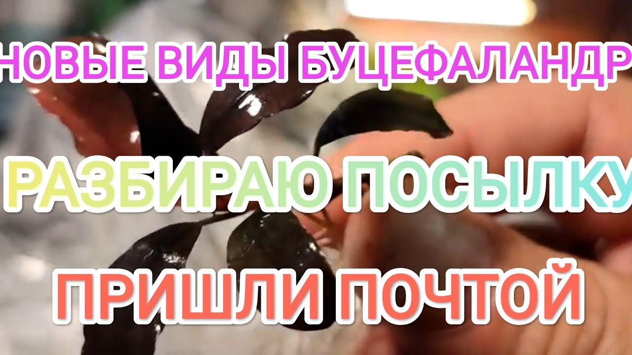 Появились у меня новые виды Буцефаландр!!! Обзор посылки с Буцефаландрами Из Краснодара!
