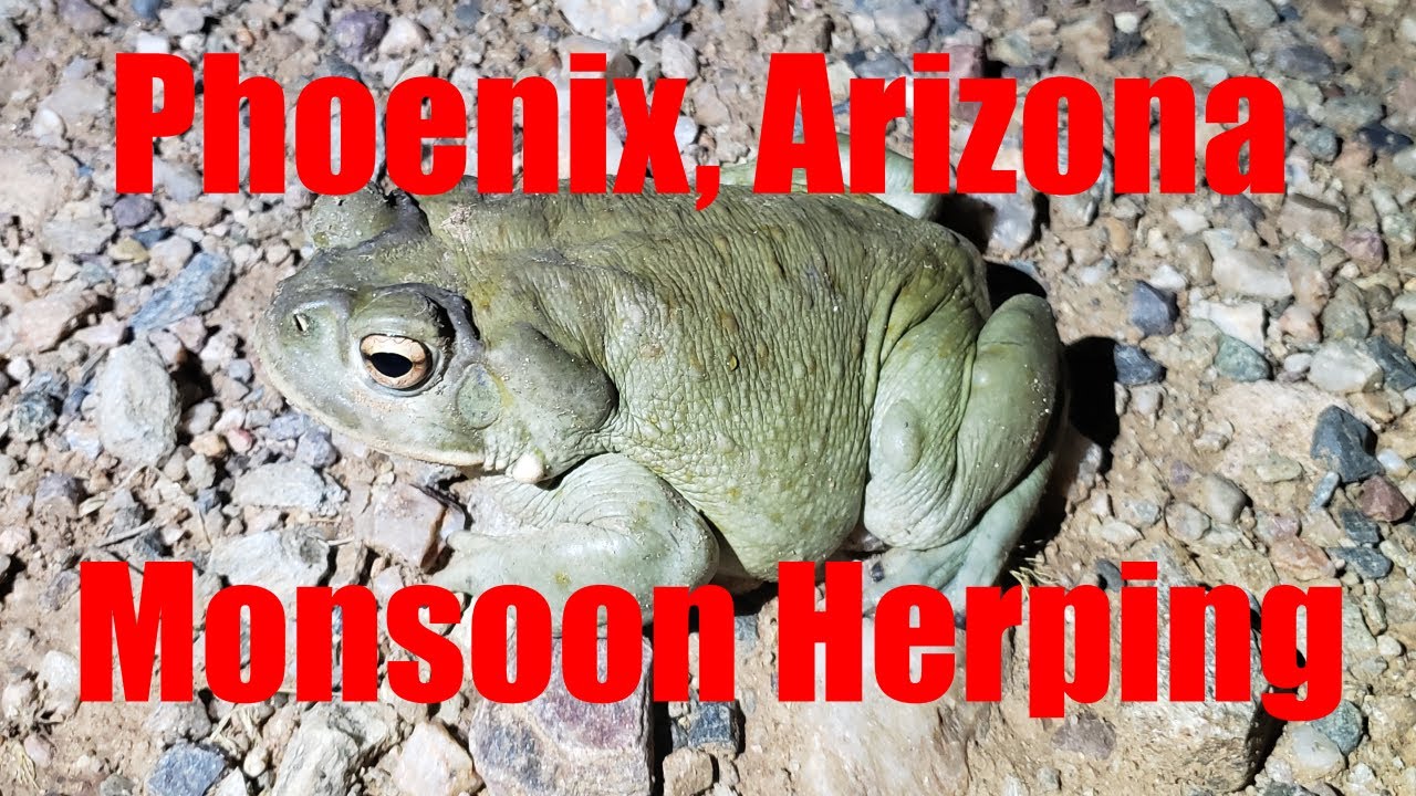 Phoenix Arizona Monsoon Herping - Sonoran Herping Adventures Episode 1
