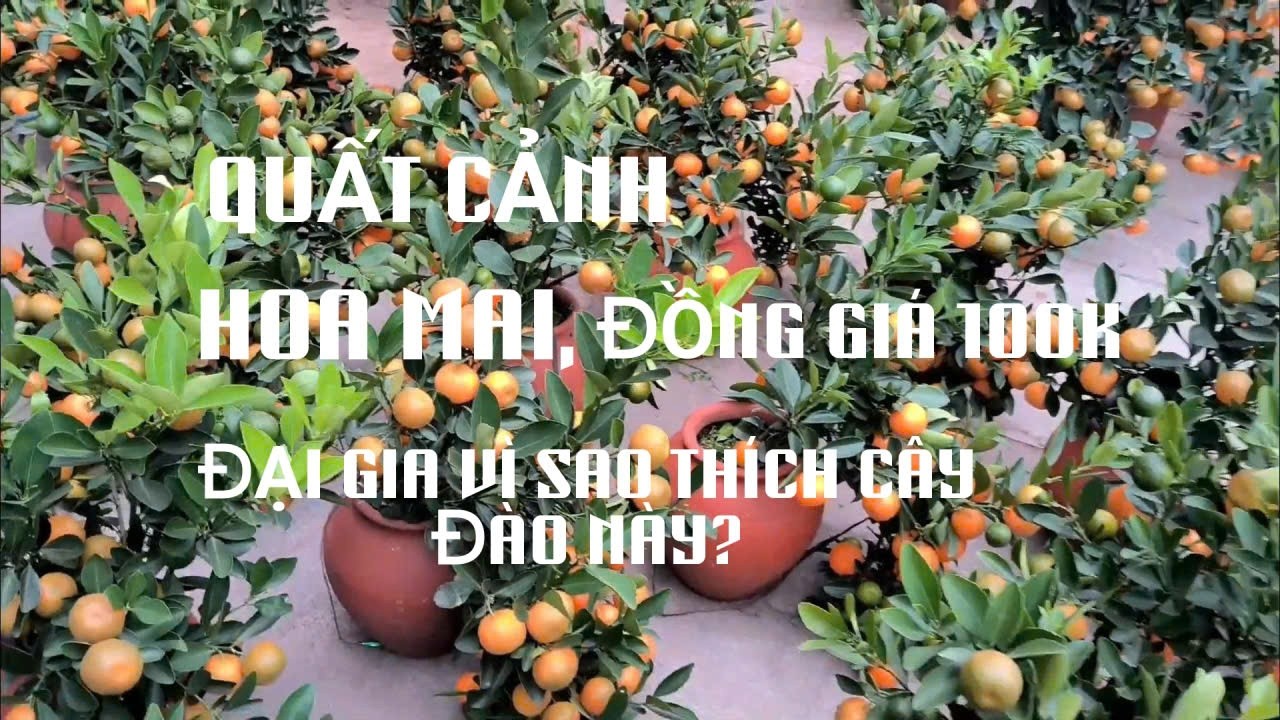 QUẤT ĐÀO ĐI ANH ƠI! EM MAI BẾN TRE CHỈ 100K. SAO ĐẠI GIA THÍCH EM ĐÀO NÀY Ở CHỢ HOA TẾT ĐỀN LỪ 2026