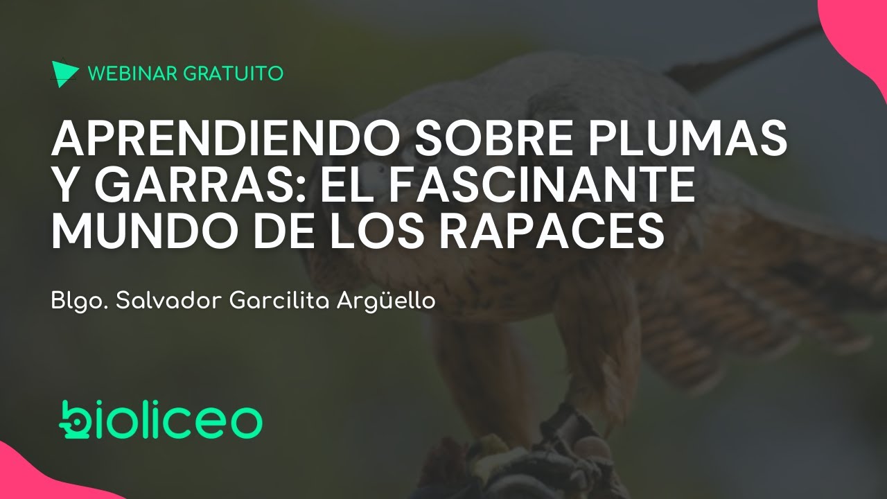 Aprendiendo sobre plumas y garras: El fascinante mundo de los rapaces