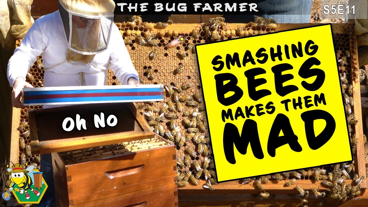 Don't smash your bees! | Inspecting small hives and hiding secret project.  #beekeeping #beecastle