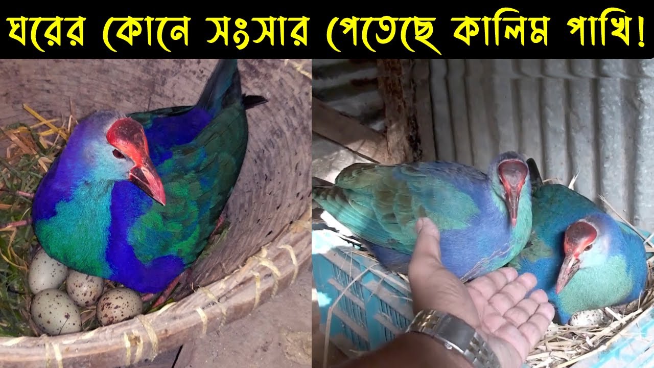 কালিম পাখির জীবন কাহিনী | Bird Story - 105 | The life story of Purple Swamphen
