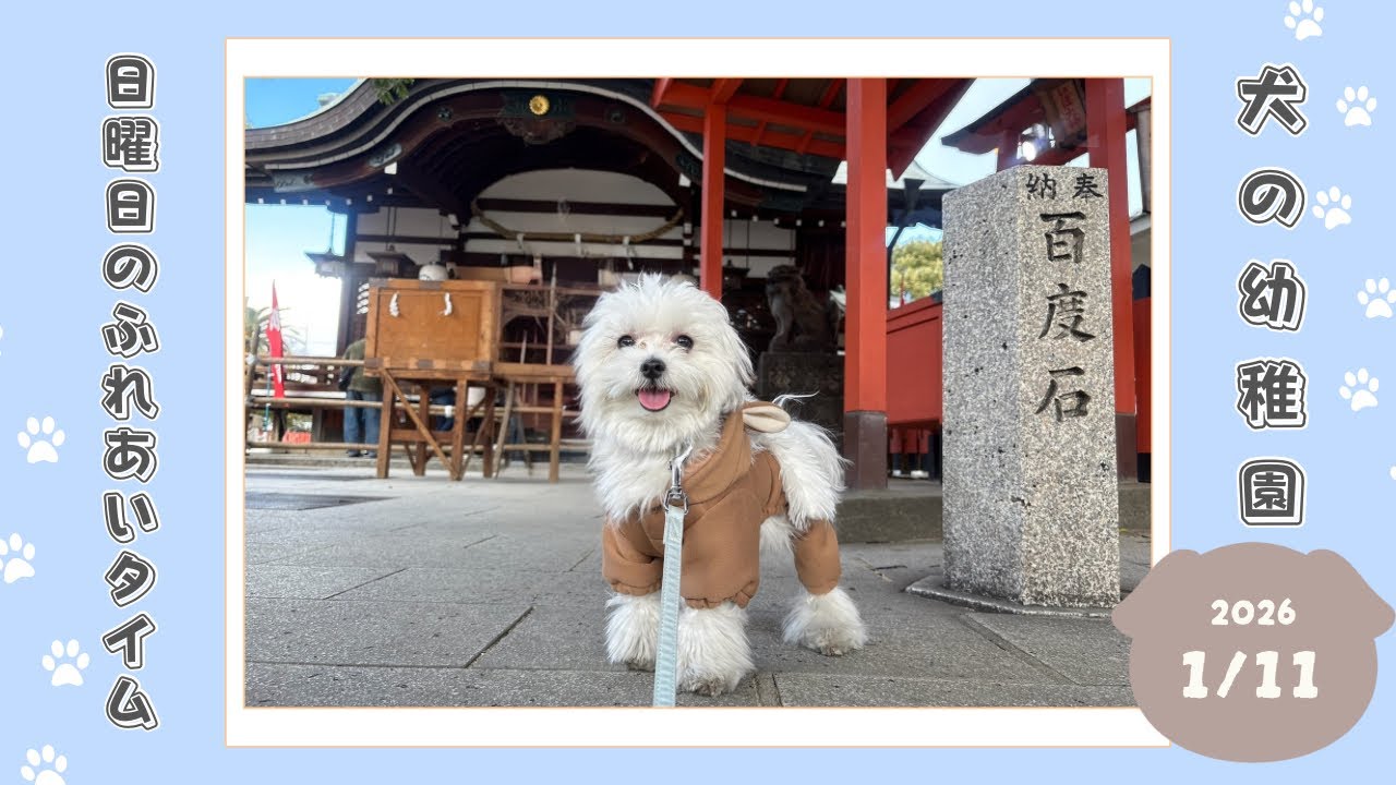 【犬の幼稚園】わんわんようちえん　日曜日のふれあいタイム