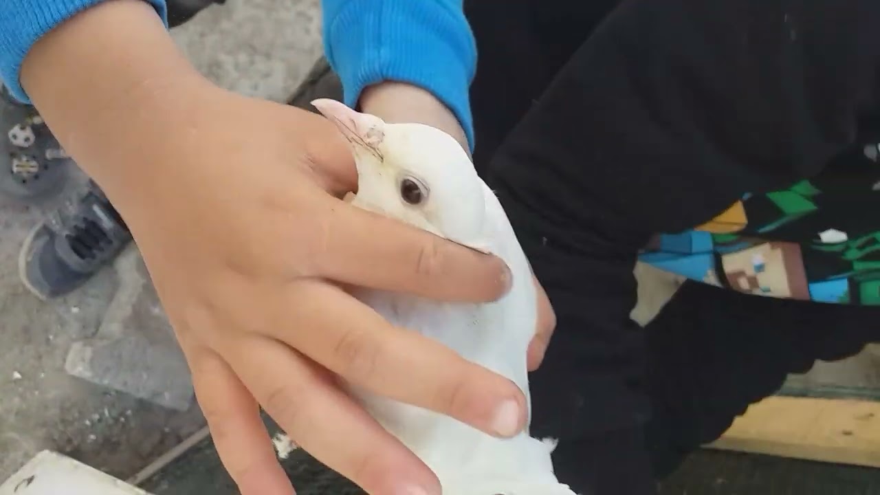 Arkadaşlar kuşları normalde göstermeyecektir ama arkadaşlarım çok istediği için gösterdik