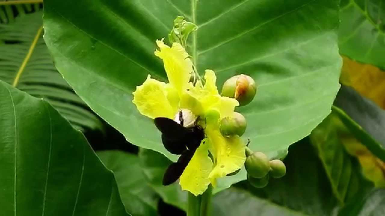 Xylocopa latipes (08Nov2014)