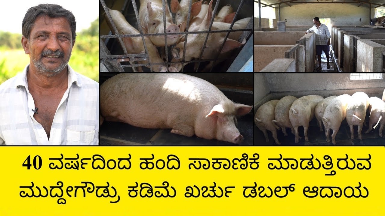 40 ವರ್ಷದಿಂದ ಹಂದಿ ಸಾಕಾಣಿಕೆ ಮಾಡುತ್ತಿರುವ ಮುದ್ದೇಗೌಡ್ರು ಕಡಿಮೆ ಖರ್ಚು ಡಬಲ್ ಆದಾಯ | Pig Farming