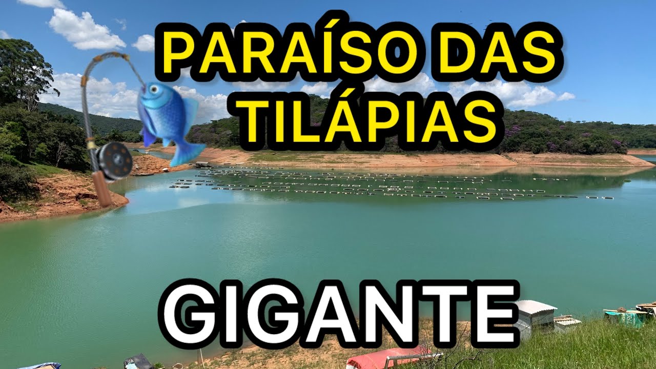 PESCARIA TILÁPIA NA BATIDA REPRESA PARAIBUNA COM AS ARAINHAS #pescaria #tilapia #pescanabatida
