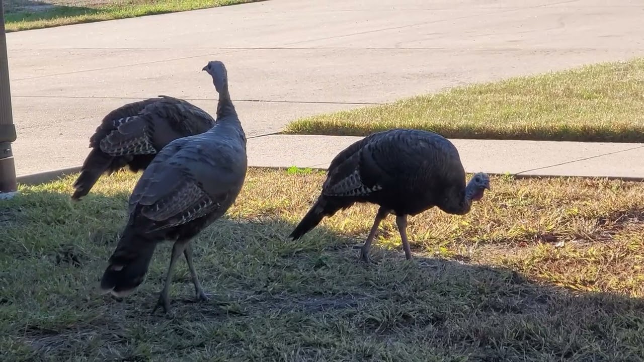 Back Again: Turkeys Wandering Through the Yard 🦃