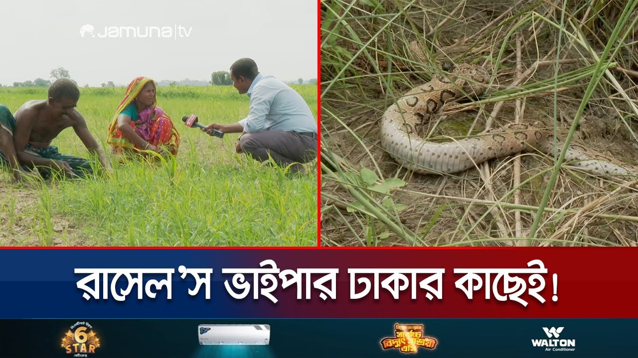 ঢাকার আরও কাছে বিষধর সাপ রাসেল'স ভাইপার! আতঙ্কে মানুষ | Dhaka Russell's Viper | Manikganj | JamunaTV